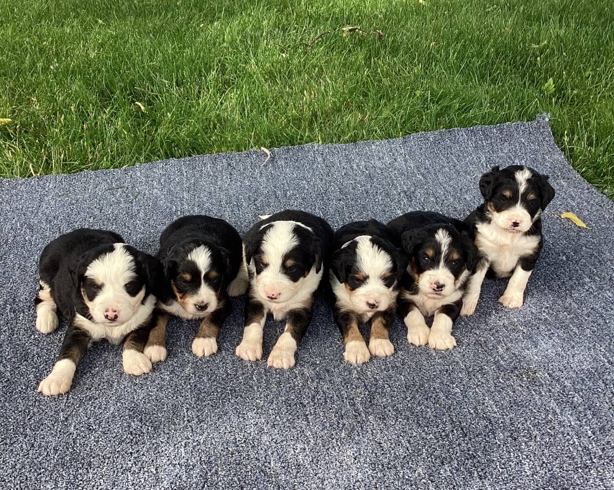 michiana bernedoodle available puppies